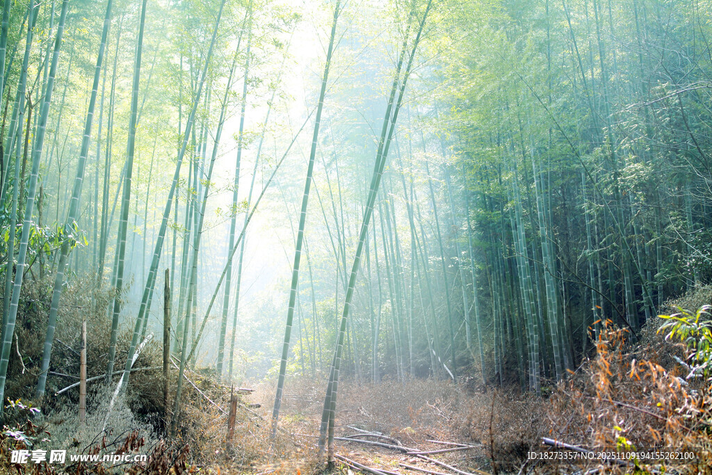 阳光洒落的静谧竹林