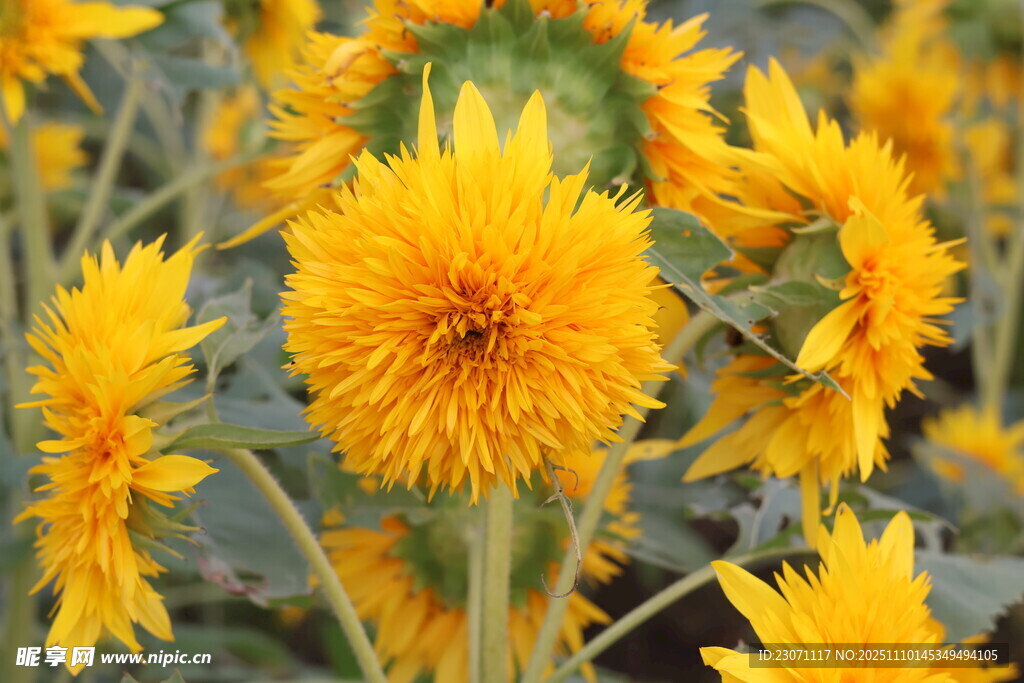 灿烂向日葵花海