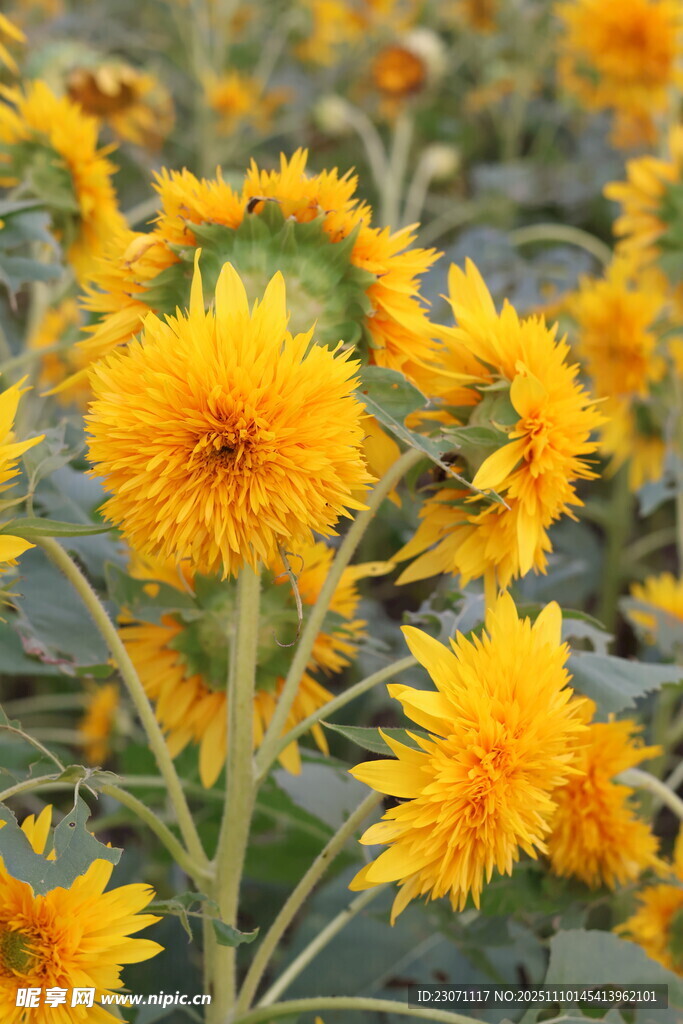 金黄灿烂的向日葵花海