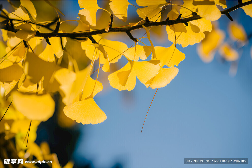 银杏叶