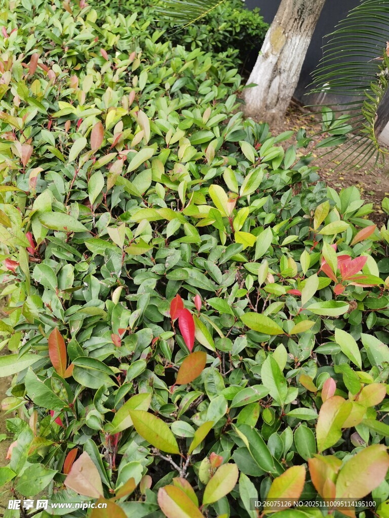 多彩叶片植物景观