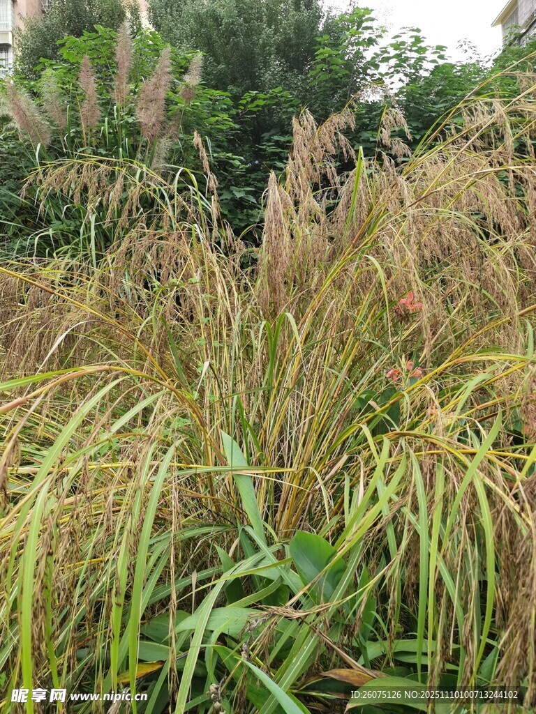 金黄芒草展现自然野趣