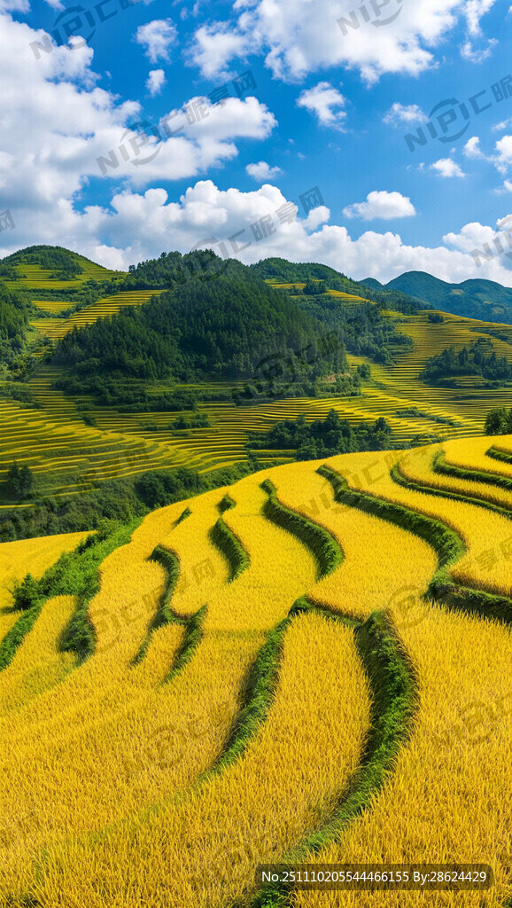 根据网络上龙里大新梯田丰收时节