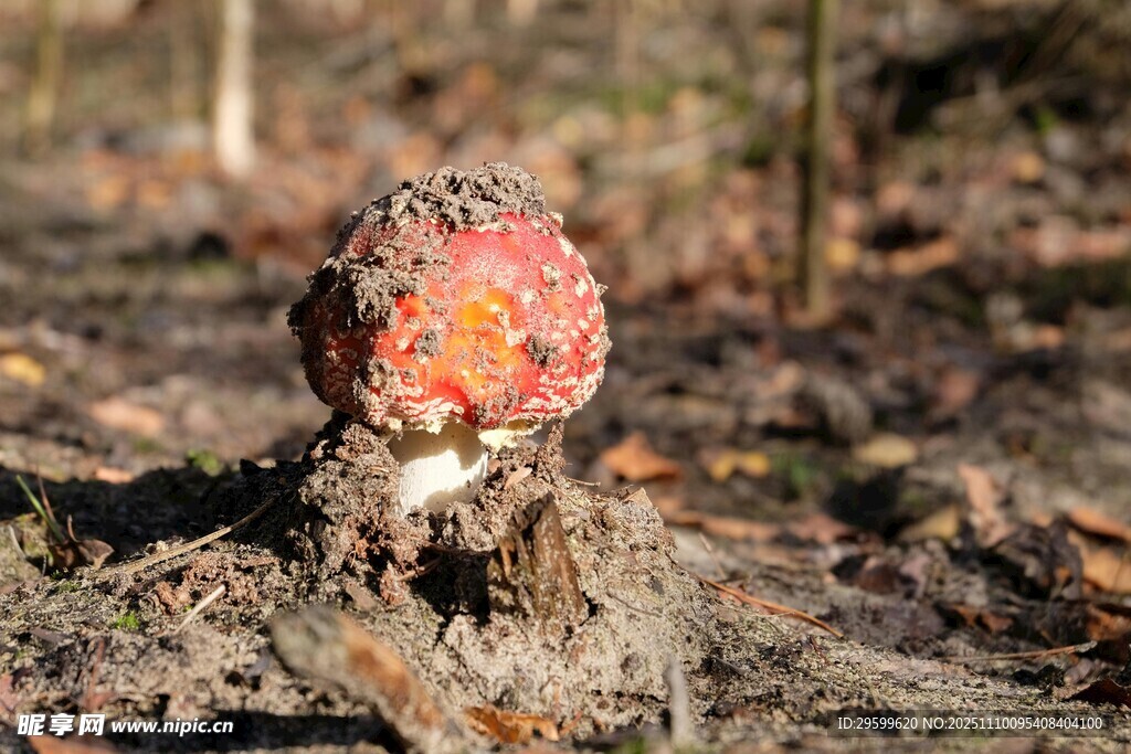 地面上的奇特红色菌类