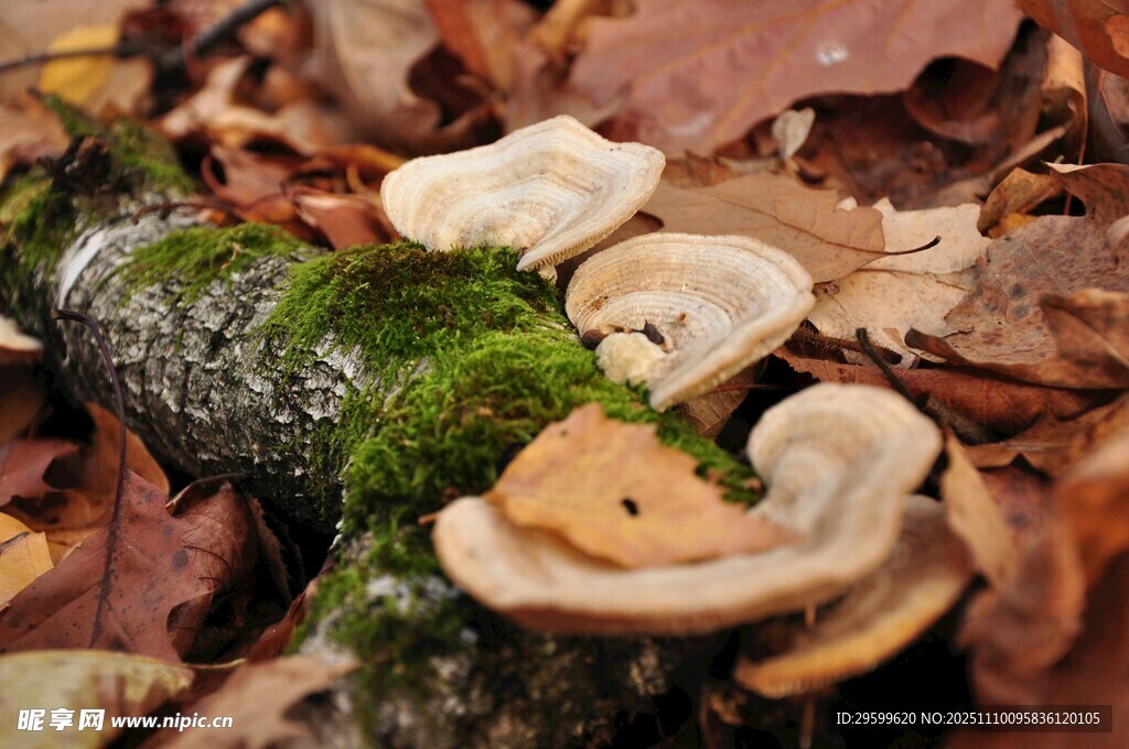 林间腐木上的多彩蘑菇