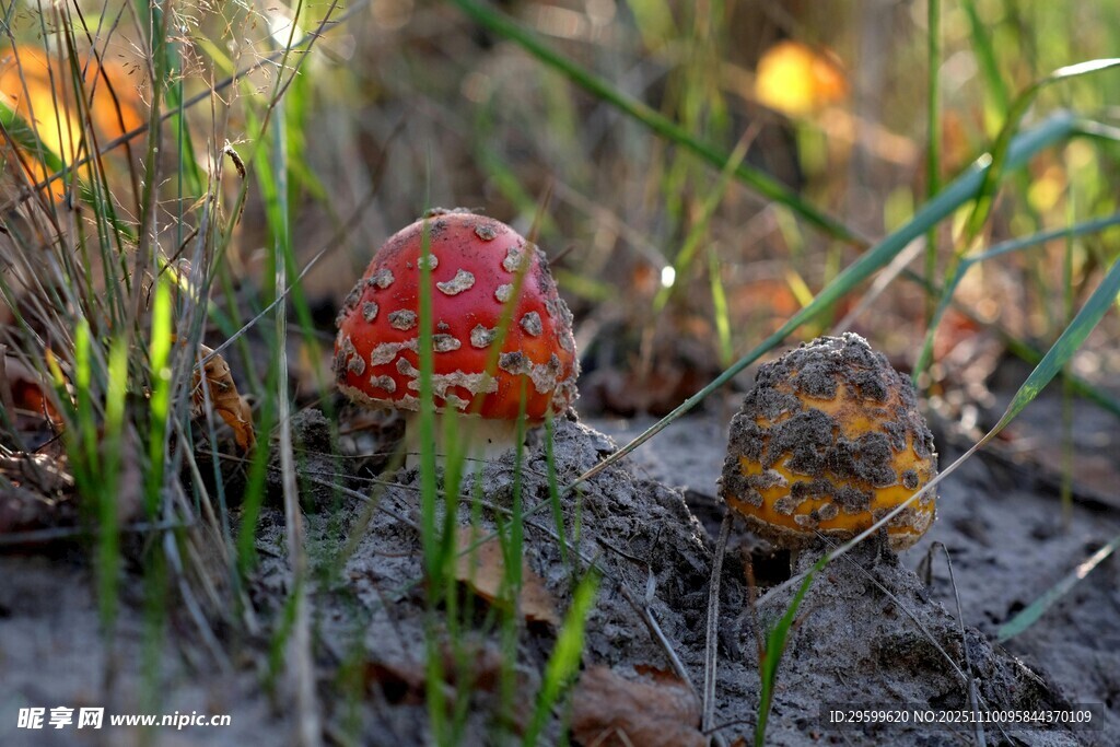 草地上的鲜艳蘑菇