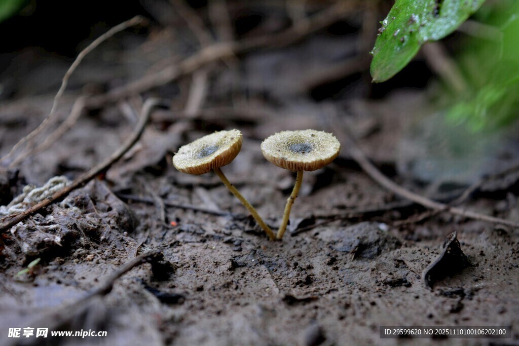 泥土中的两朵小蘑菇