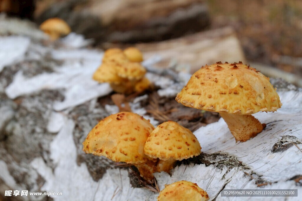 木头上生长的黄色小蘑菇