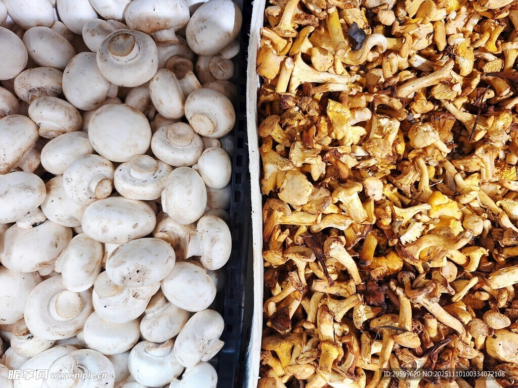白蘑菇与木屑对比图