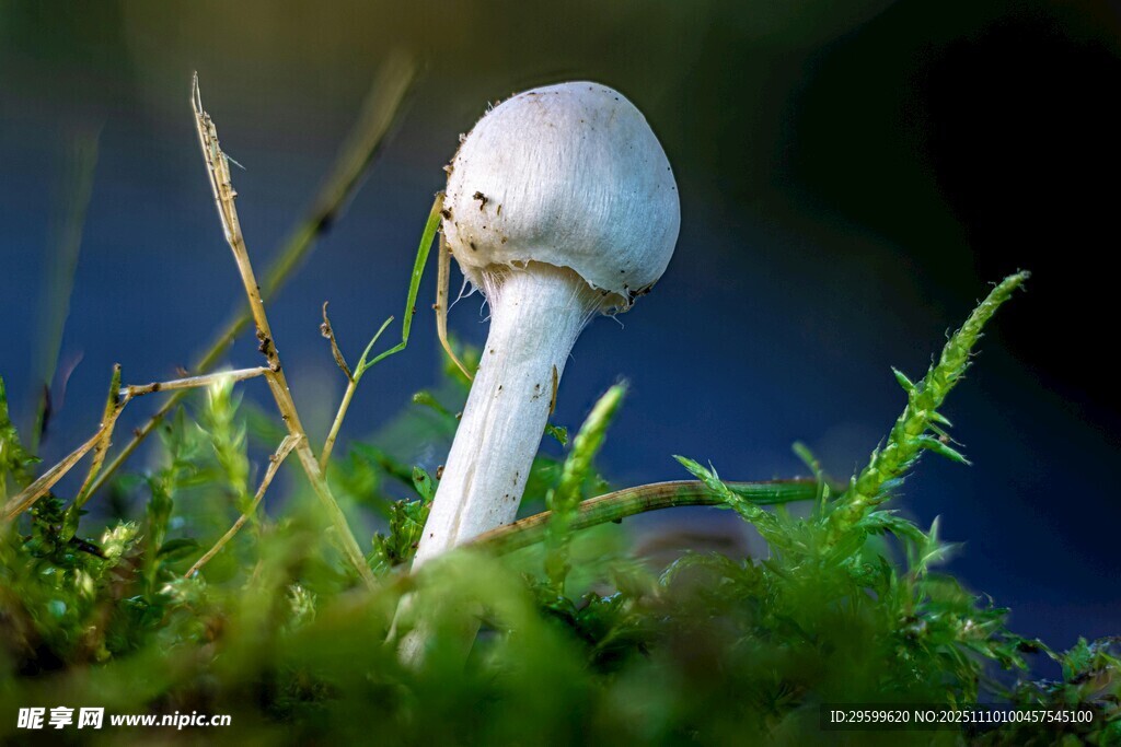 草丛中的白色蘑菇