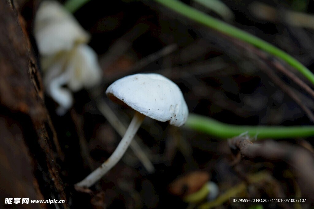 林间白色小蘑菇