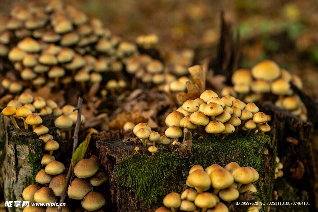 树干上的黄色蘑菇群