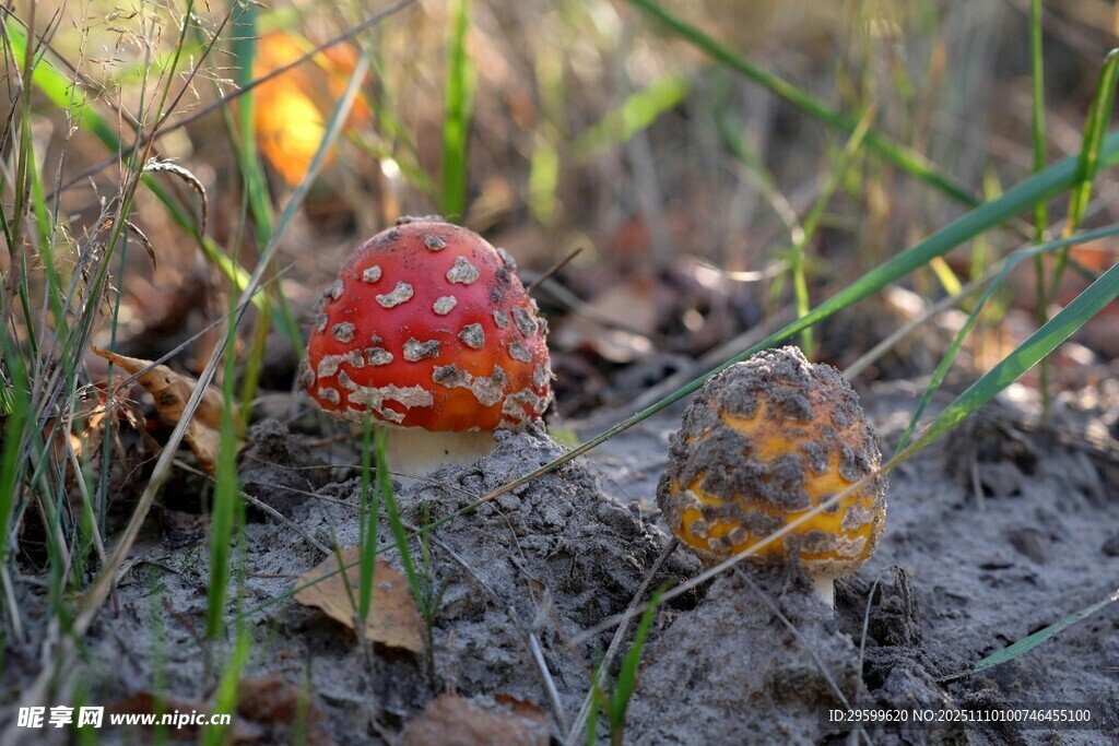 草丛中的红色斑点蘑菇
