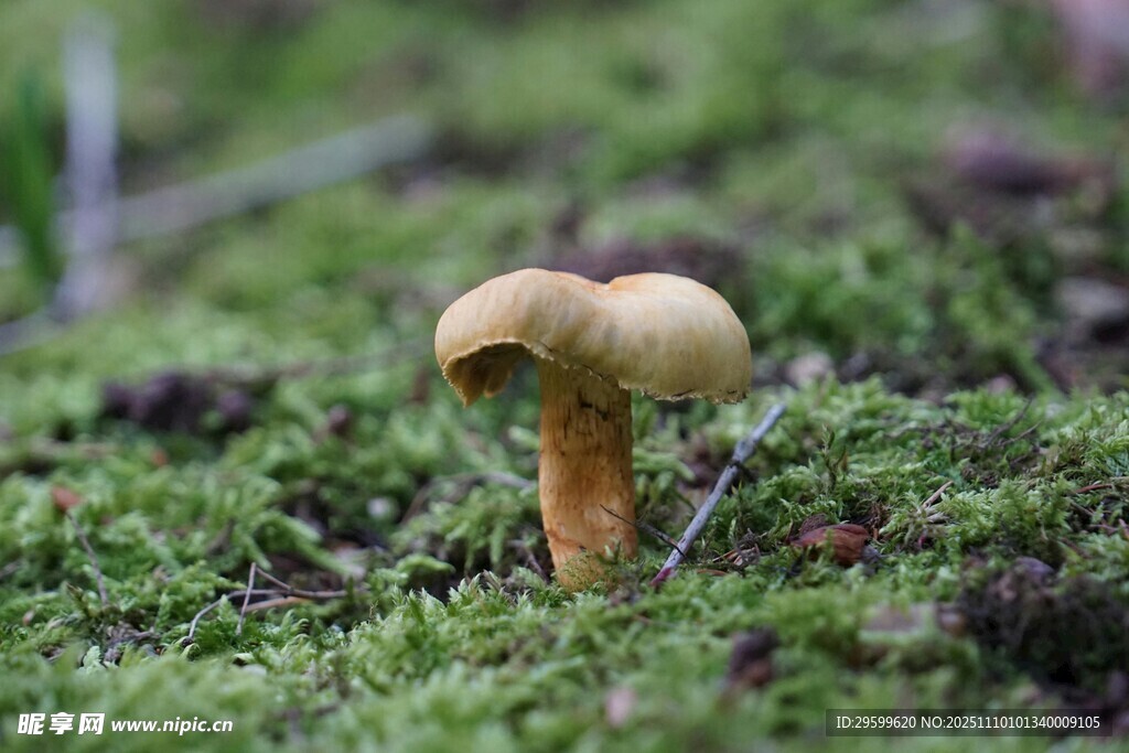 草地上的小蘑菇