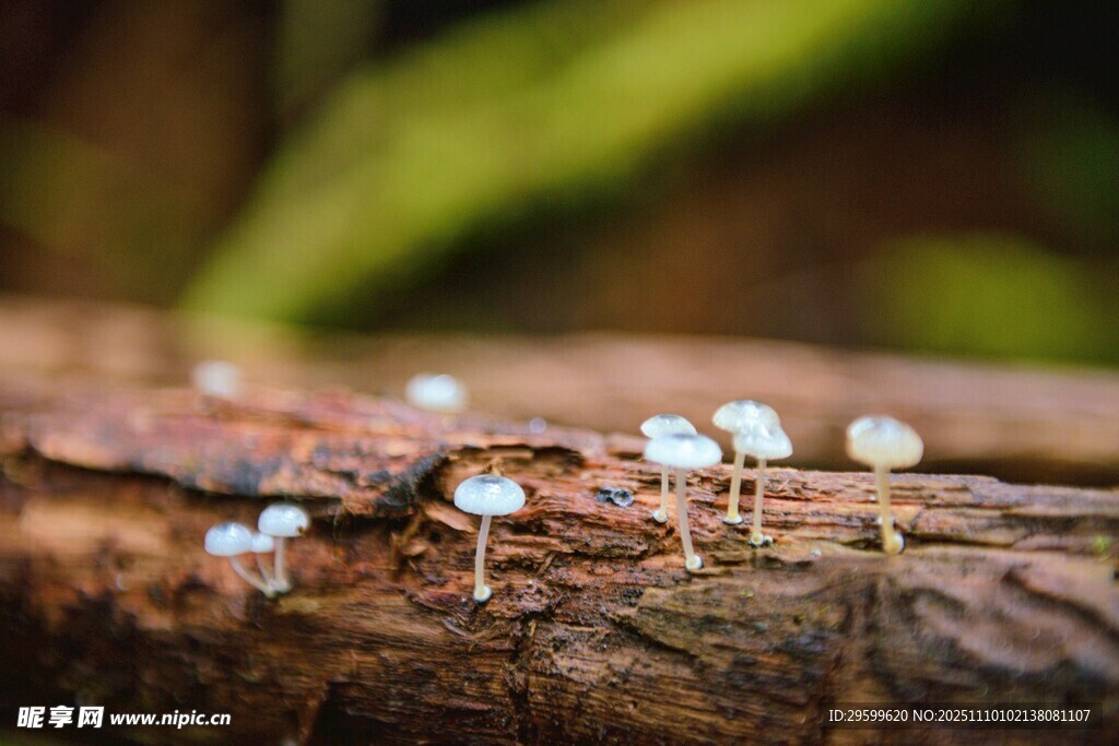 木头上的晶莹小水珠