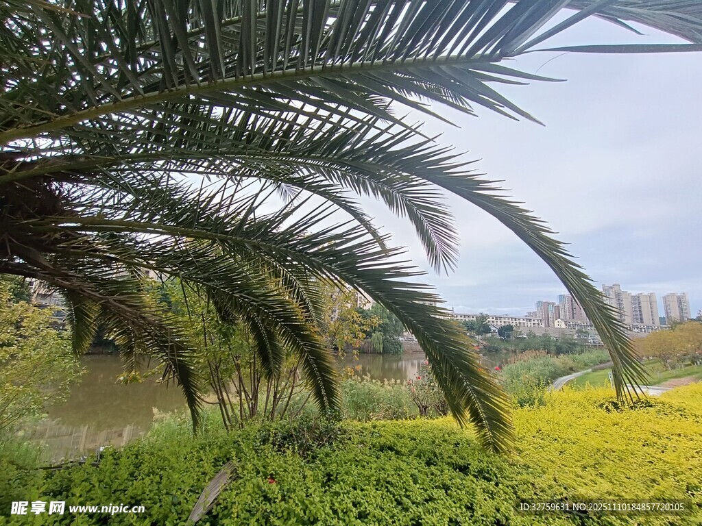 棕榈下的绿野风光