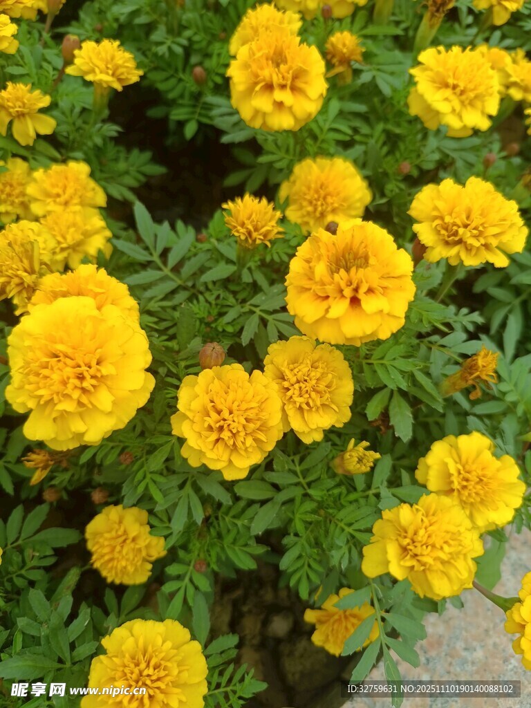 盛开的黄色万寿菊