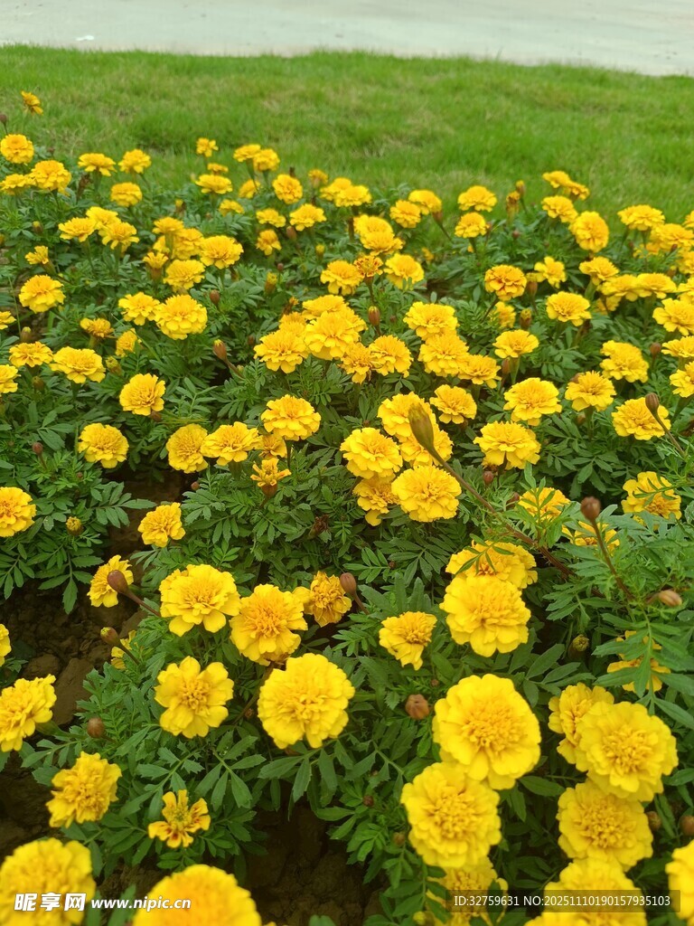金黄万寿菊盛放的田野