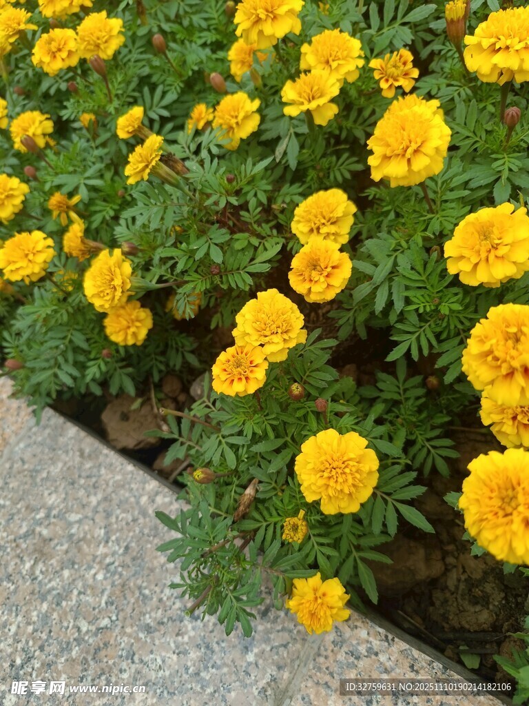 金黄万寿菊绽放于路边