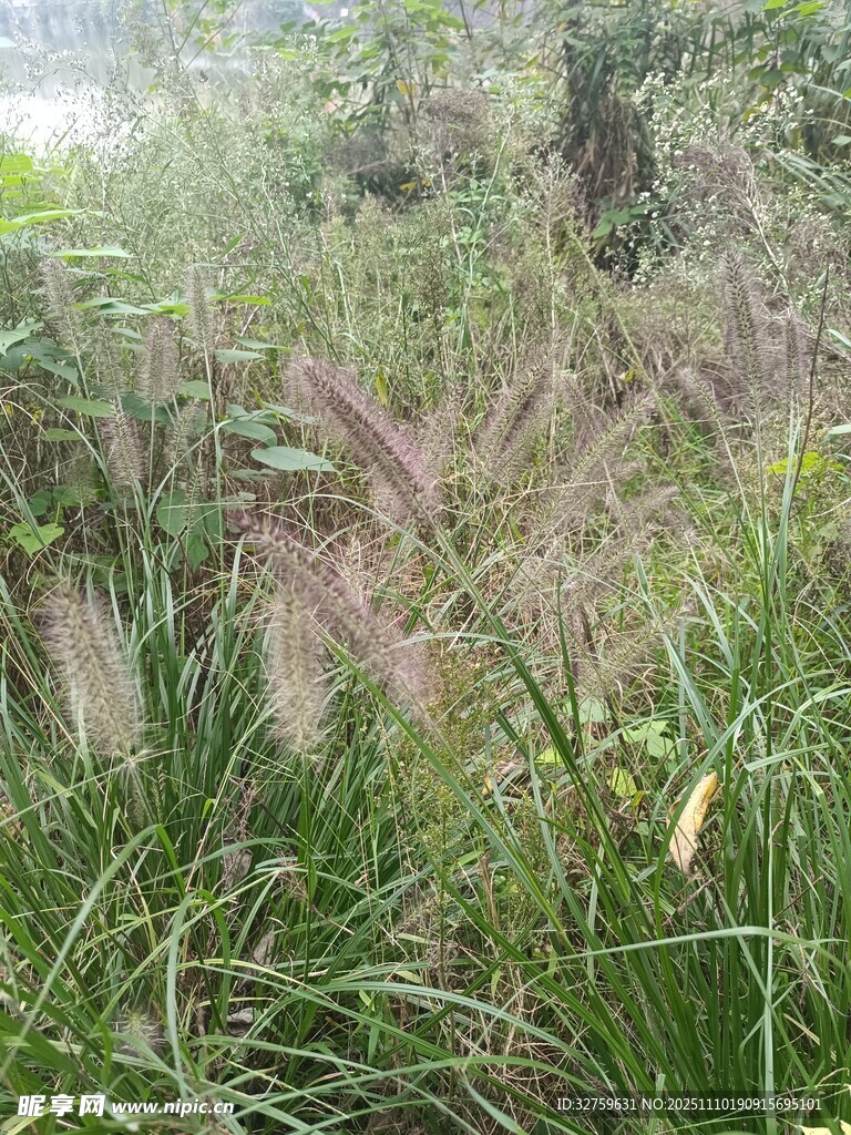 野外丛生的美丽粉黛乱子草