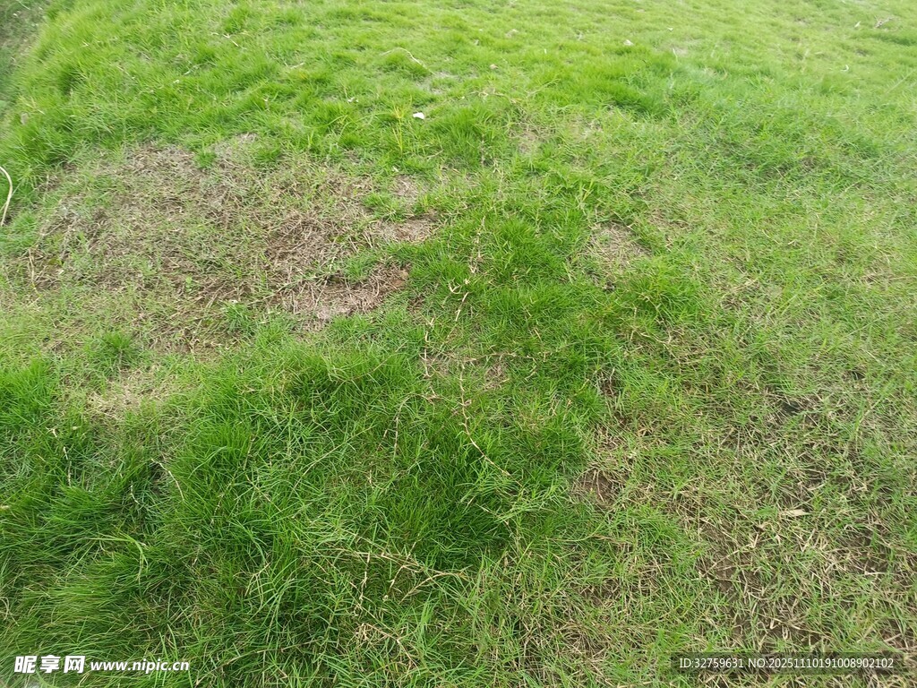 翠绿草地局部景象