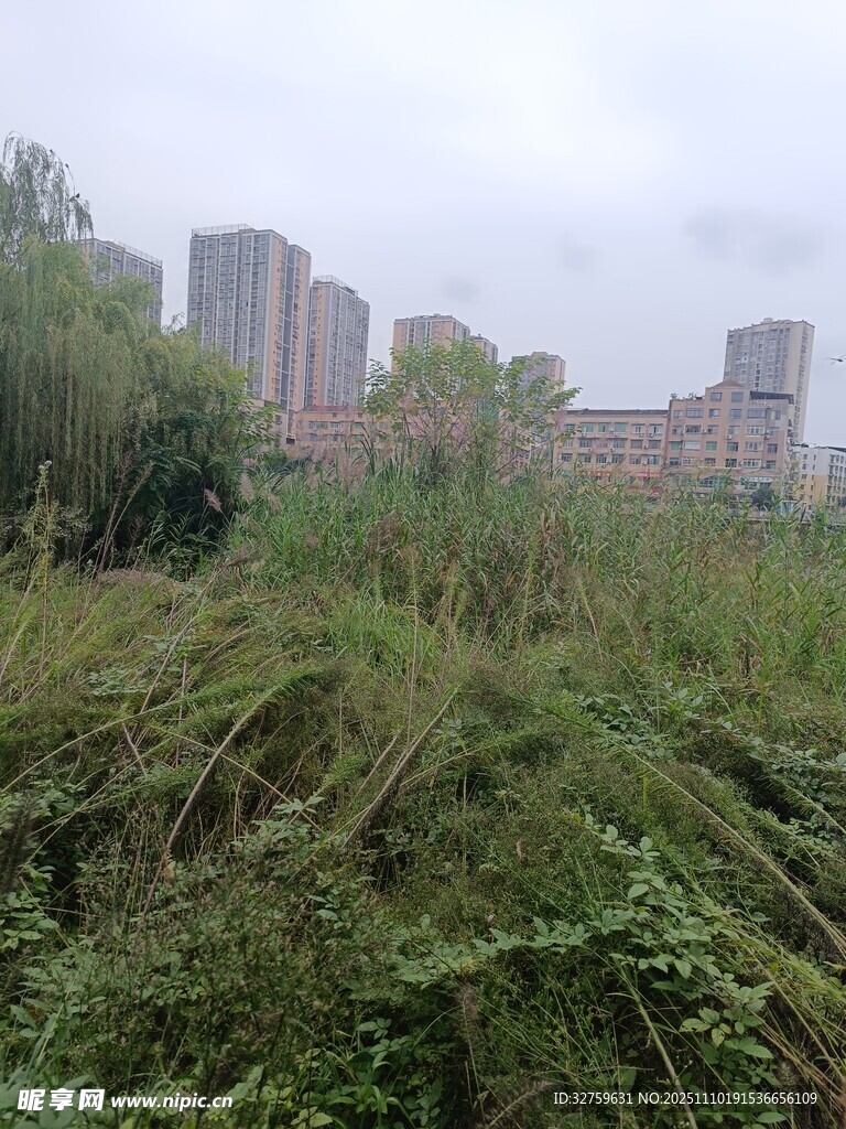 城市中荒废的杂草丛生之地