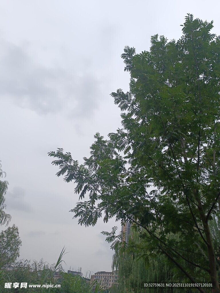 绿树映灰天的自然景致