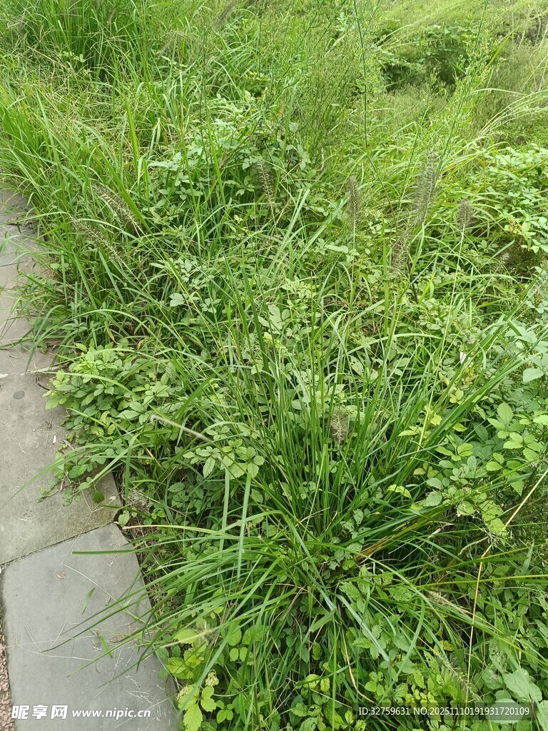 石板小径旁的繁茂绿草