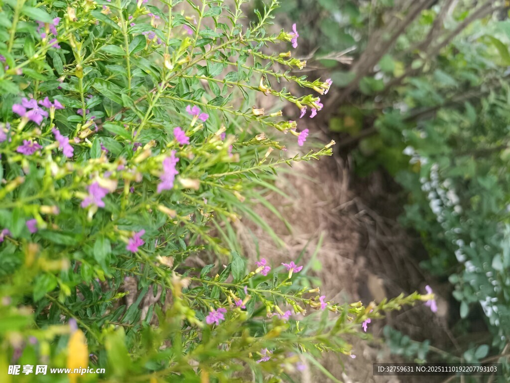小径旁绽放的紫色野花