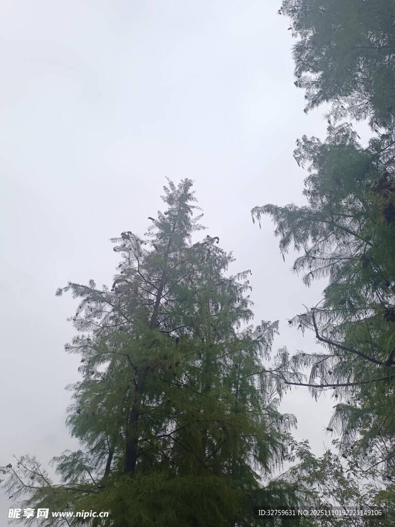 雾中挺拔的树木