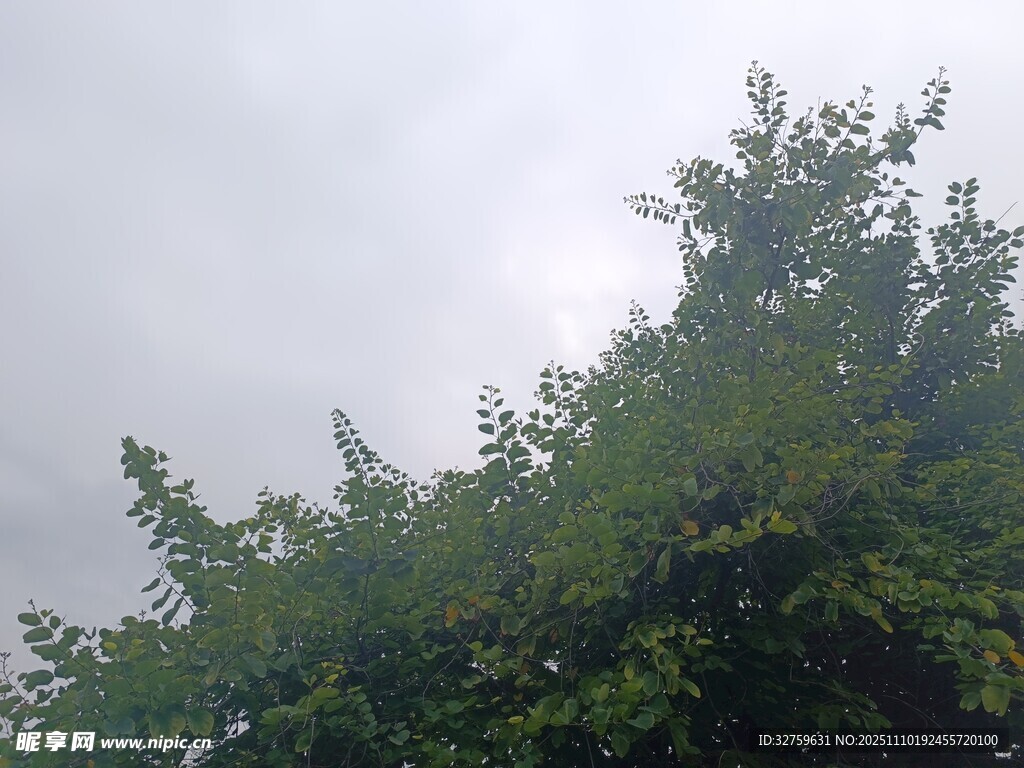 天空下的葱郁树冠