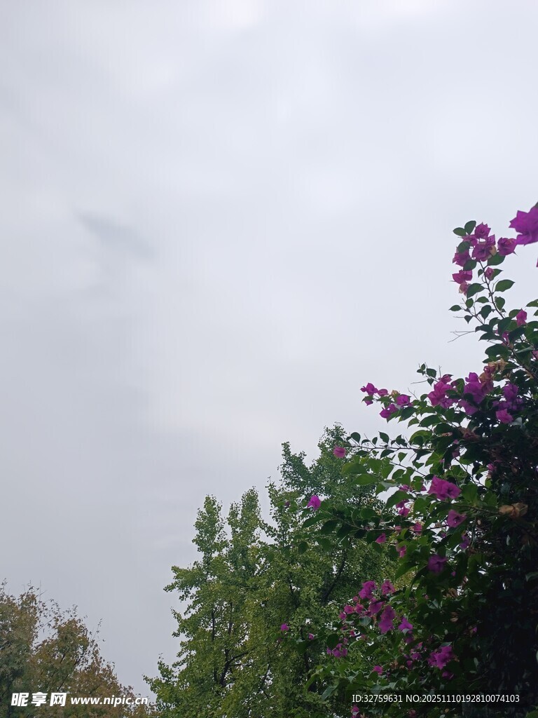 天空下的繁茂紫色花卉