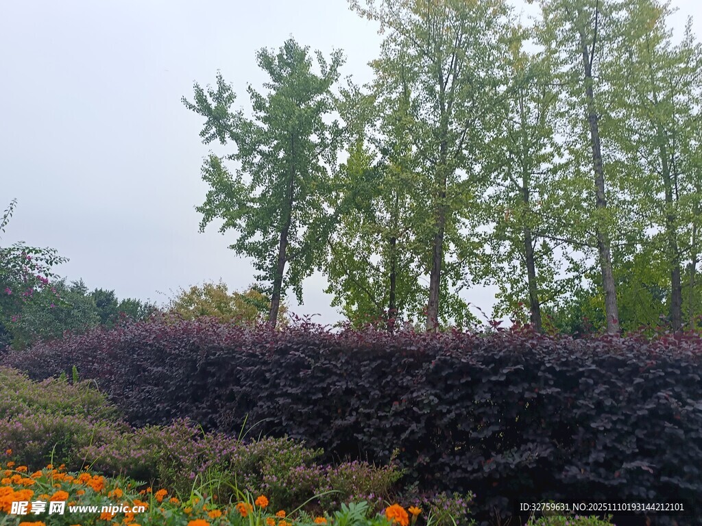 多彩园林景观花卉绿植