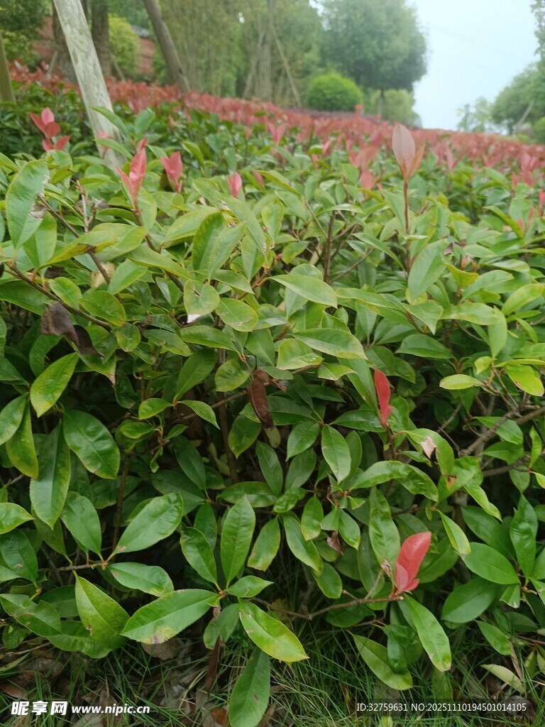 绿叶丛中绽放的艳红花朵