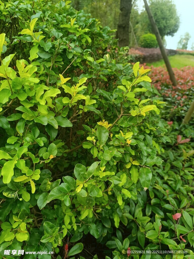 翠绿繁茂的灌木丛景观