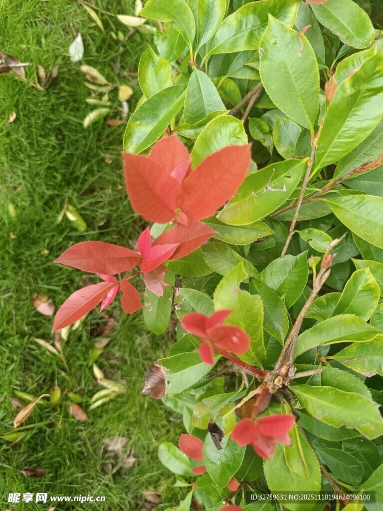 绿叶间的艳红新叶