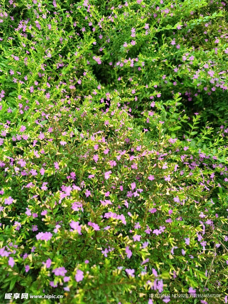 繁茂花丛中的紫色小花