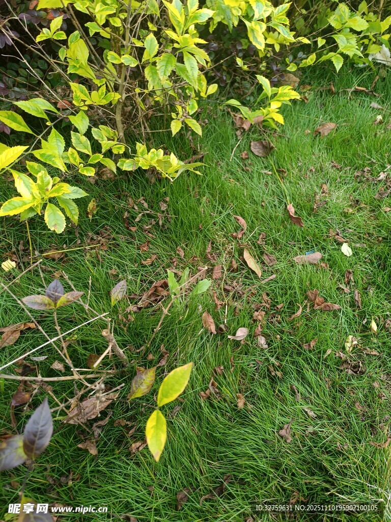 绿叶与黄叶交织的草地