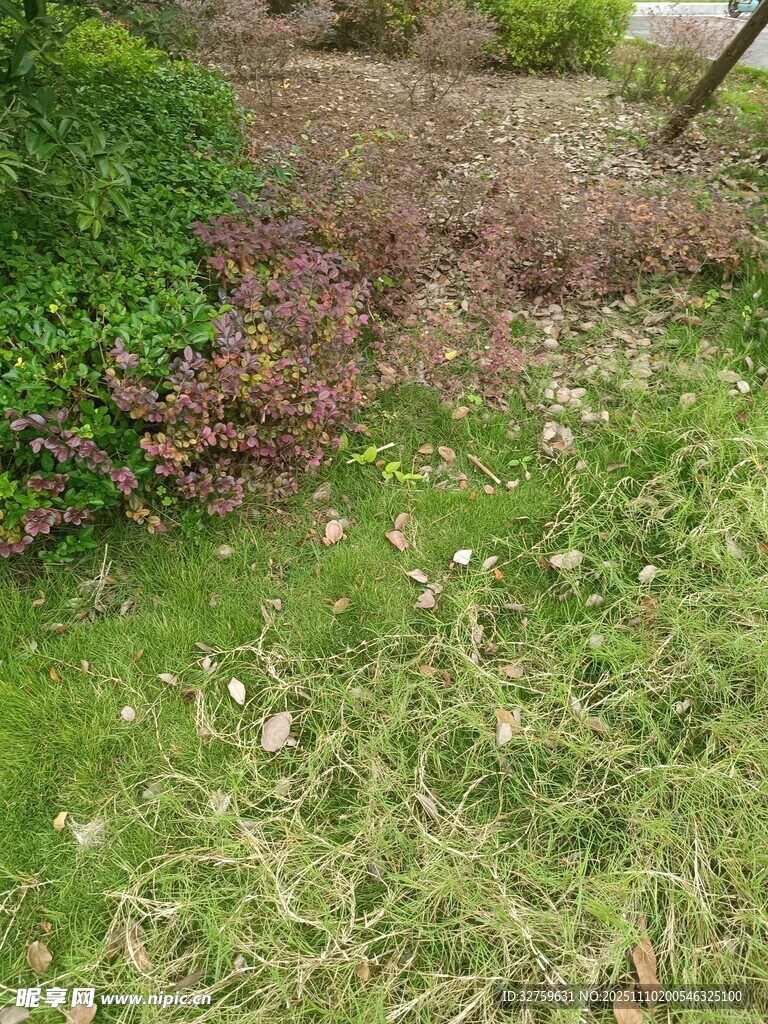庭院草地落叶景象