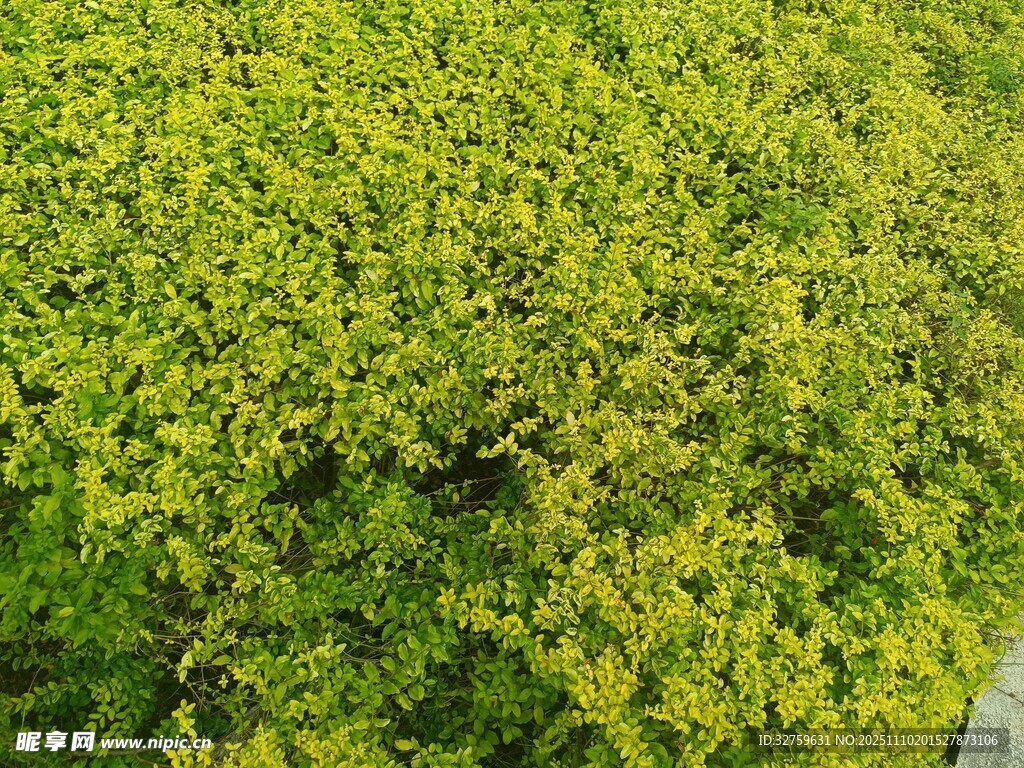 翠绿繁茂的地面绿植景观