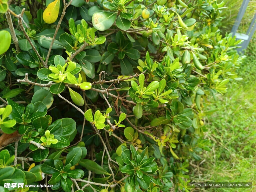 翠绿繁茂的户外灌木丛
