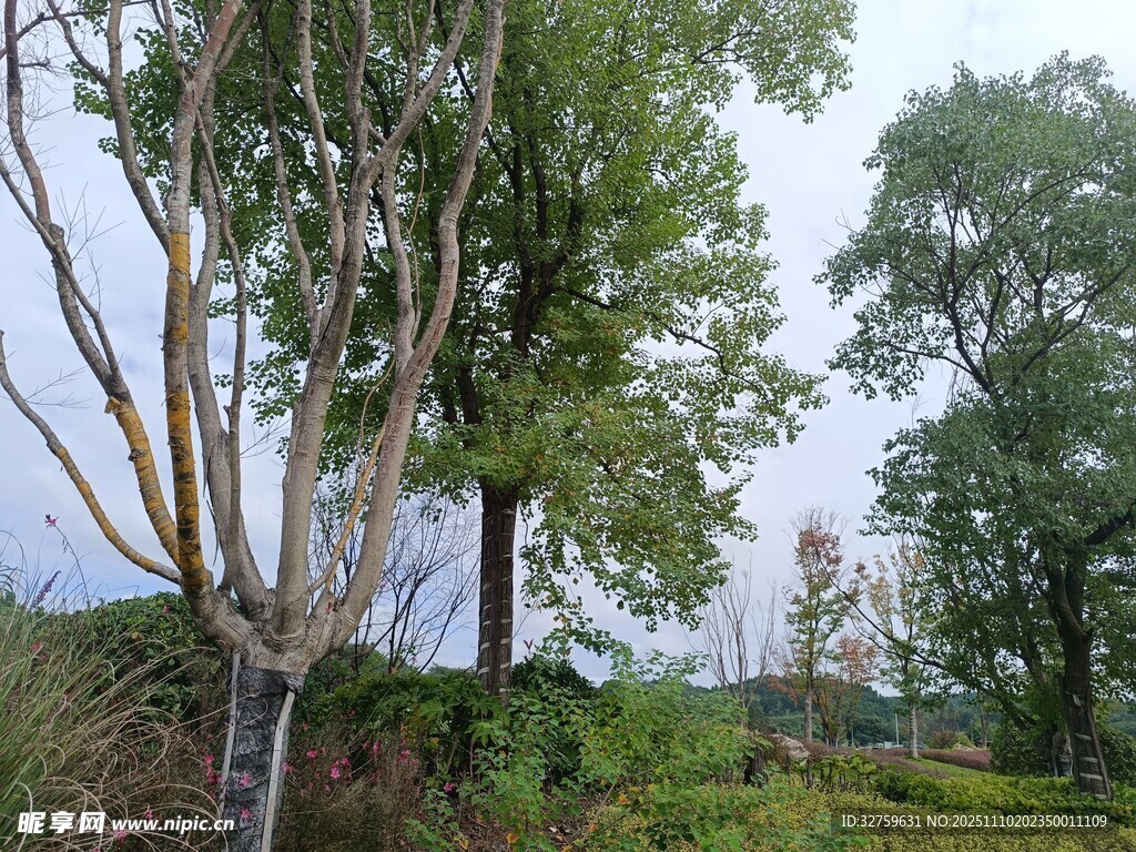 山林间的枯树与葱郁植被
