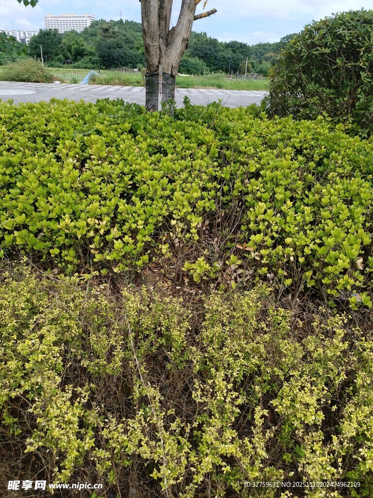 绿意盎然的灌木丛景观