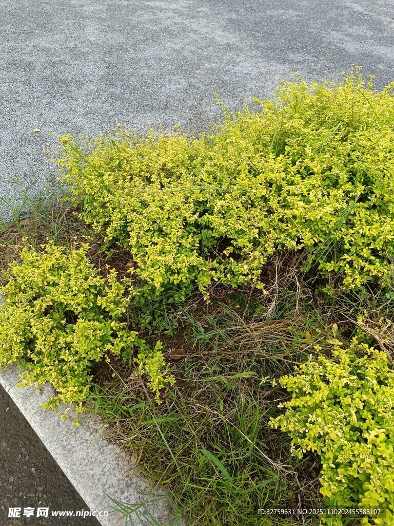 墙边翠绿植物生机盎然