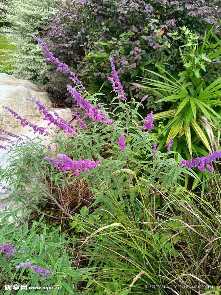 紫色花卉点缀绿意景观