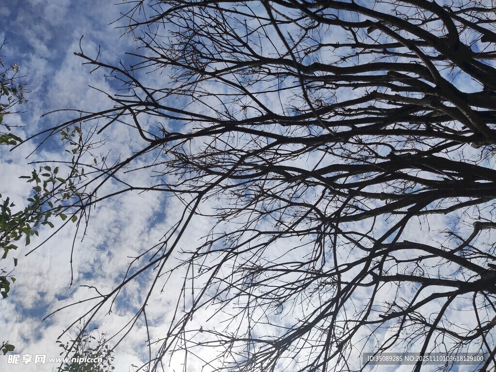 冬日枯树枝与蓝天景象