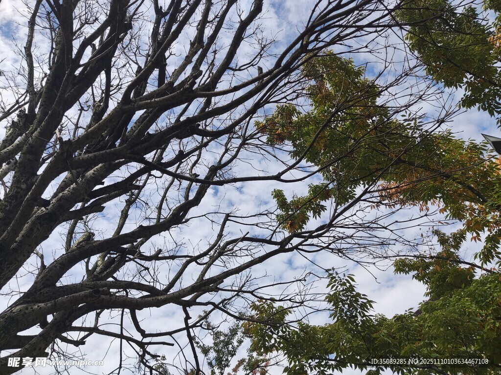 枯树与绿树交织的天际