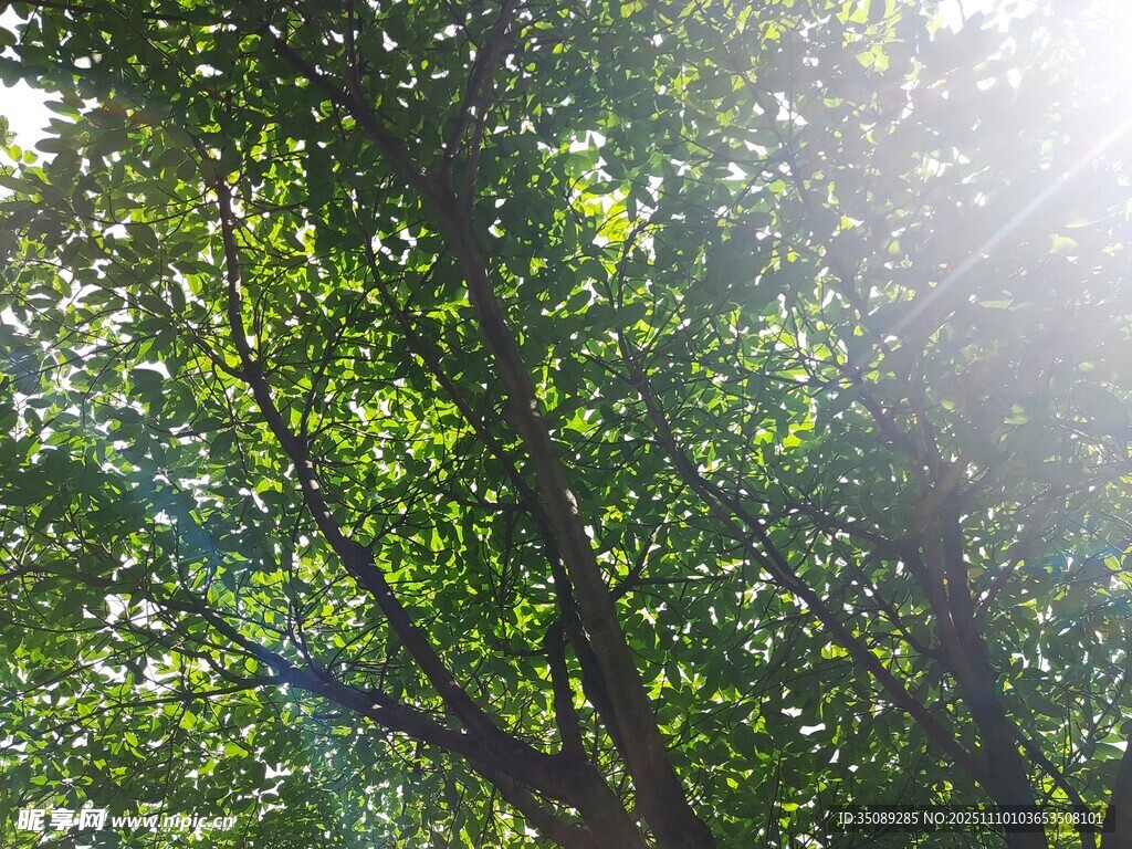 阳光穿透绿叶的清新景象