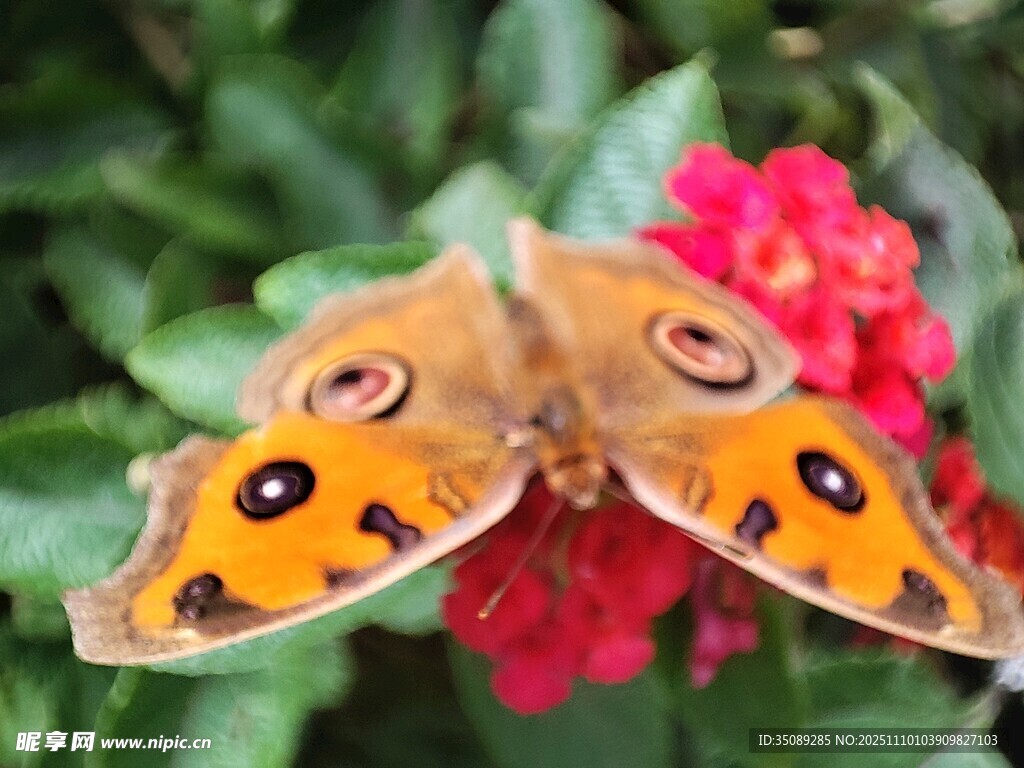橙蝶停驻红花绿叶间
