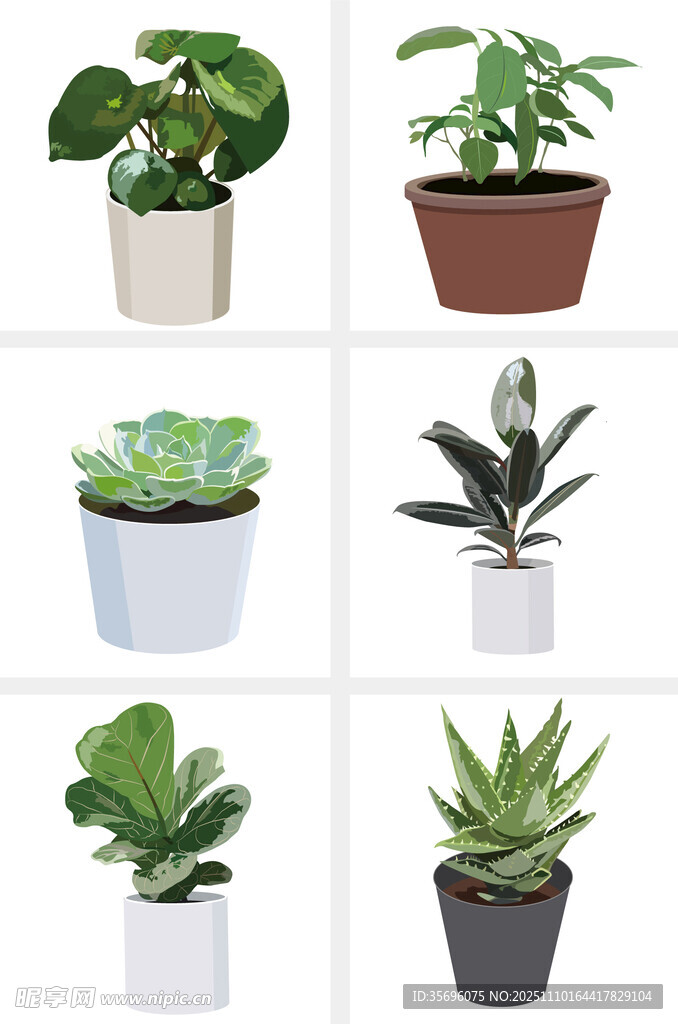 多样盆栽植物展示